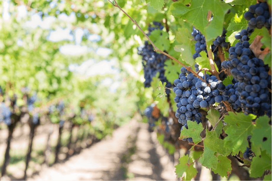 El irresistible placer de las uvas | Beneficios de las uvas