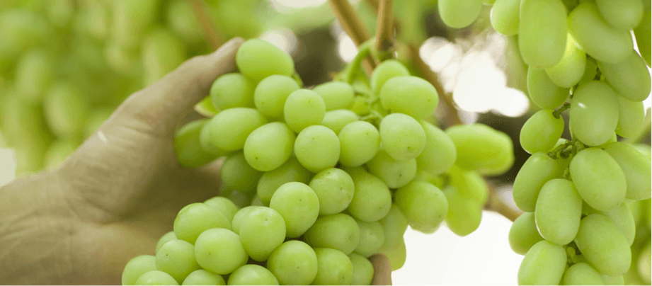 El irresistible placer de las uvas | Beneficios de las uvas