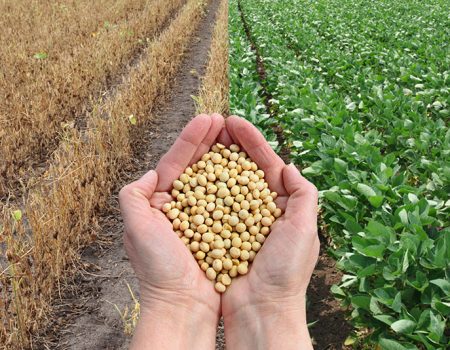 Alimentos con soya