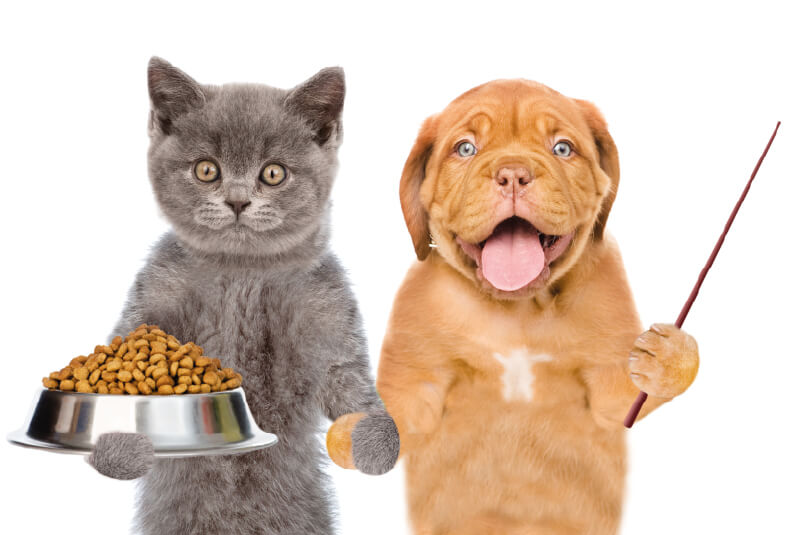 Gato sosteniendo plata de comida tomado de la mano con un perro