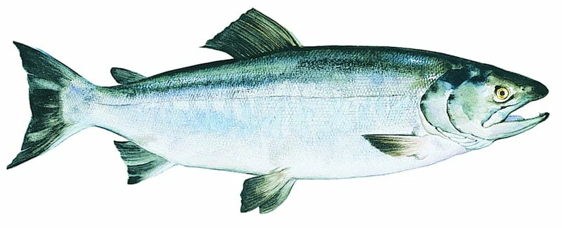 Salmón Keta de Alaska