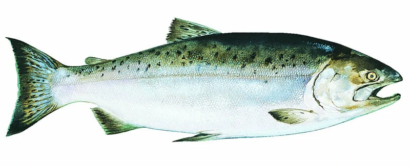 Salmón Real o Rey