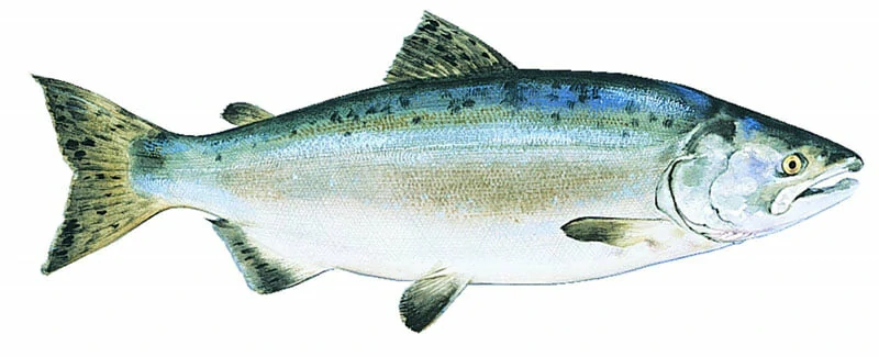 Salmón Rosado